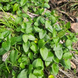 Vinca major at Tallaganda State Forest - 7 Mar 2024 02:55 PM