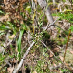 Monotoca scoparia (Broom Heath) at Harolds Cross, NSW - 7 Mar 2024 by Csteele4