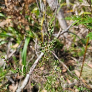 Monotoca scoparia at QPRC LGA - 7 Mar 2024