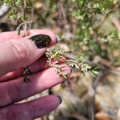 Monotoca scoparia at QPRC LGA - 7 Mar 2024