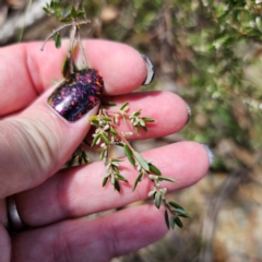 Monotoca scoparia at QPRC LGA - 7 Mar 2024