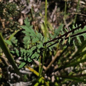 Arrhenechthites mixtus at Tallaganda State Forest - 7 Mar 2024