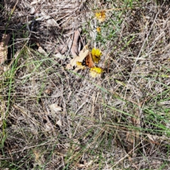 Vanessa kershawi (Australian Painted Lady) at Mount Majura (MMS) - 7 Mar 2024 by abread111