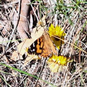 Vanessa kershawi at Mount Majura (MMS) - 7 Mar 2024