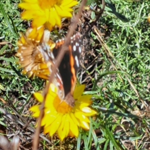 Vanessa kershawi at Mount Majura (MMS) - 7 Mar 2024