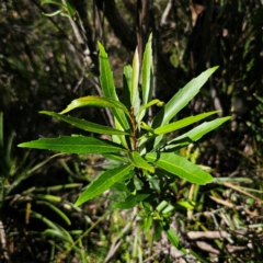 Lomatia myricoides (River Lomatia) at Tallaganda State Forest - 7 Mar 2024 by Csteele4