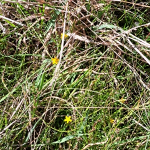 Hypericum gramineum at Mount Majura (MMS) - 7 Mar 2024 11:22 AM