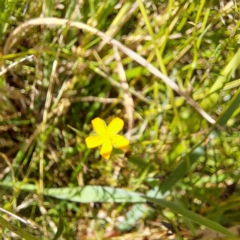 Hypericum gramineum at Mount Majura (MMS) - 7 Mar 2024