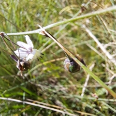 Arthropodium milleflorum (Vanilla Lily) at Hackett, ACT - 7 Mar 2024 by abread111