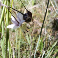 Arthropodium milleflorum at Mount Majura (MMS) - 7 Mar 2024 11:19 AM