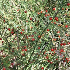 Asparagus officinalis at Mount Majura (MMS) - 7 Mar 2024