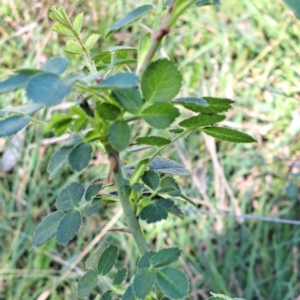 Rosa sp. at Mount Majura (MMS) - 7 Mar 2024 11:15 AM