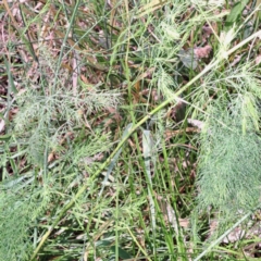 Asparagus officinalis at Mount Majura (MMS) - 7 Mar 2024