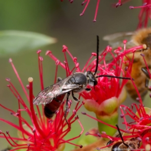 Lasioglossum (Parasphecodes) sp. (genus & subgenus) at Harrison, ACT - 2 Mar 2024