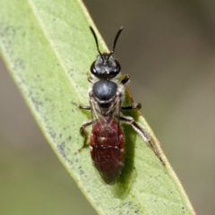 Lasioglossum (Parasphecodes) sp. (genus & subgenus) at Harrison, ACT - suppressed