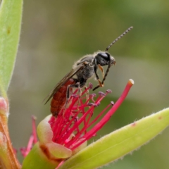 Lasioglossum (Parasphecodes) sp. (genus & subgenus) at Harrison, ACT - 2 Mar 2024