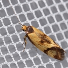 Isomoralla pyrrhoptera (A concealer moth) at QPRC LGA - 4 Feb 2024 by DianneClarke