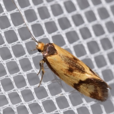 Isomoralla pyrrhoptera (A concealer moth) at QPRC LGA - 4 Feb 2024 by DianneClarke