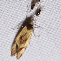 Isomoralla pyrrhoptera at QPRC LGA - 4 Feb 2024