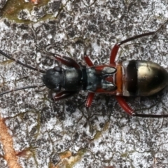 Daerlac cephalotes (Ant Mimicking Seedbug) at Mount Ainslie - 24 Feb 2024 by jb2602