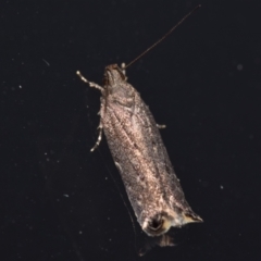 Gelechiidae (family) at QPRC LGA - 1 Mar 2024 by DianneClarke