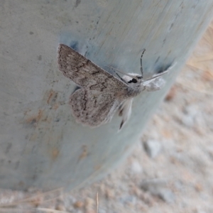 Crypsiphona ocultaria at Symonston, ACT - 2 Mar 2024