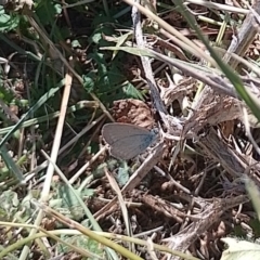 Zizina otis (Common Grass-Blue) at Symonston, ACT - 6 Mar 2024 by CallumBraeRuralProperty