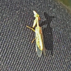 Mantispidae (family) (Unidentified mantisfly) at National Arboretum Woodland - 7 Mar 2024 by galah681