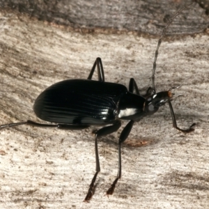 Tanychilus striatus at suppressed - 24 Feb 2024