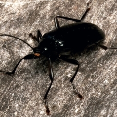 Tanychilus striatus at suppressed - 24 Feb 2024