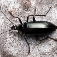 Tanychilus striatus at suppressed - 24 Feb 2024