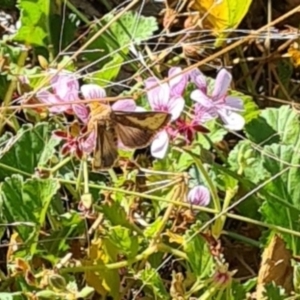 Thysanoplusia orichalcea at Sth Tablelands Ecosystem Park - 7 Mar 2024 10:56 AM