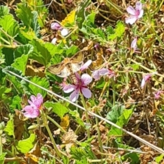 Thysanoplusia orichalcea at Sth Tablelands Ecosystem Park - 7 Mar 2024 10:56 AM