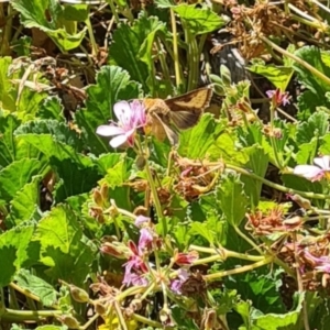 Thysanoplusia orichalcea at Sth Tablelands Ecosystem Park - 7 Mar 2024