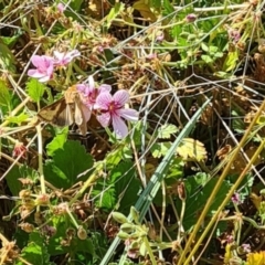 Thysanoplusia orichalcea at Sth Tablelands Ecosystem Park - 7 Mar 2024 10:56 AM