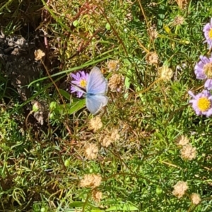 Zizina otis at Sth Tablelands Ecosystem Park - 7 Mar 2024