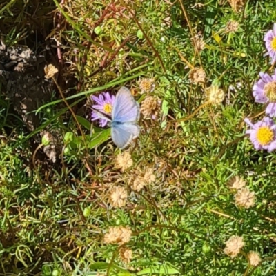 Zizina otis (Common Grass-Blue) at Sth Tablelands Ecosystem Park - 7 Mar 2024 by galah681