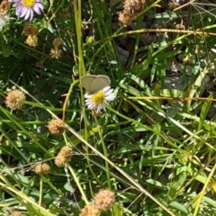 Zizina otis at Sth Tablelands Ecosystem Park - 7 Mar 2024