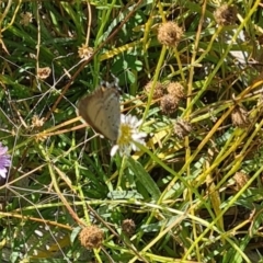 Jalmenus ictinus at Sth Tablelands Ecosystem Park - 7 Mar 2024