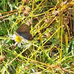 Jalmenus ictinus at Sth Tablelands Ecosystem Park - 7 Mar 2024