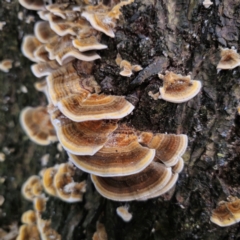 Trametes versicolor (Turkey Tail) at QPRC LGA - 7 Mar 2024 by Csteele4