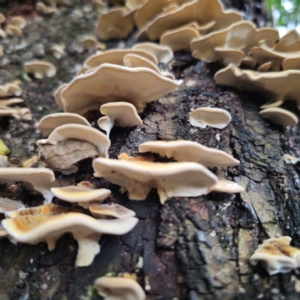 Trametes versicolor at QPRC LGA - 7 Mar 2024