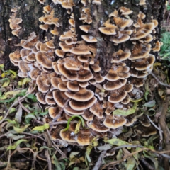 Trametes versicolor at QPRC LGA - 7 Mar 2024