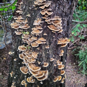 Trametes versicolor at QPRC LGA - 7 Mar 2024