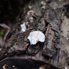 Trametes versicolor at QPRC LGA - 7 Mar 2024