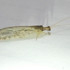 Stenosmylus tenuis (Osmylid lacewing) at Emu Creek Belconnen (ECB) - 7 Mar 2024 by JohnGiacon