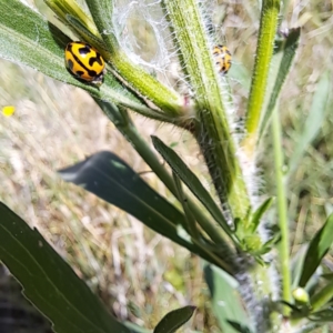 Coccinella transversalis at Mount Majura (MMS) - 7 Mar 2024 10:57 AM