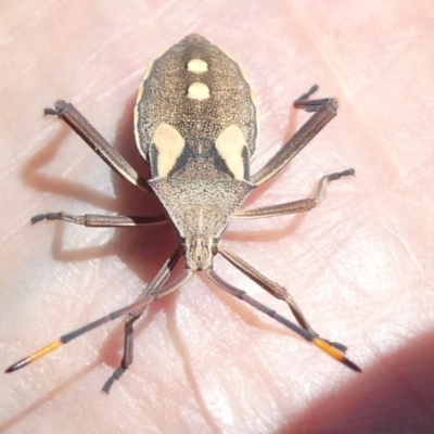 Mictis profana (Crusader Bug) at Emu Creek - 7 Mar 2024 by JohnGiacon
