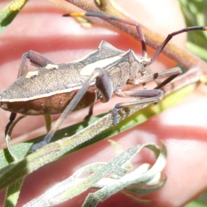 Mictis profana at Emu Creek - 7 Mar 2024