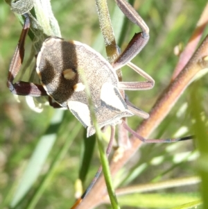 Mictis profana at Emu Creek - 7 Mar 2024